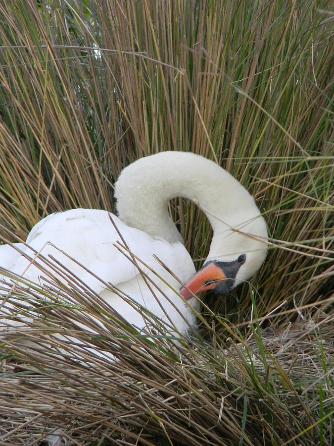 White Swan a Preening Photograph by Warren Thompson
