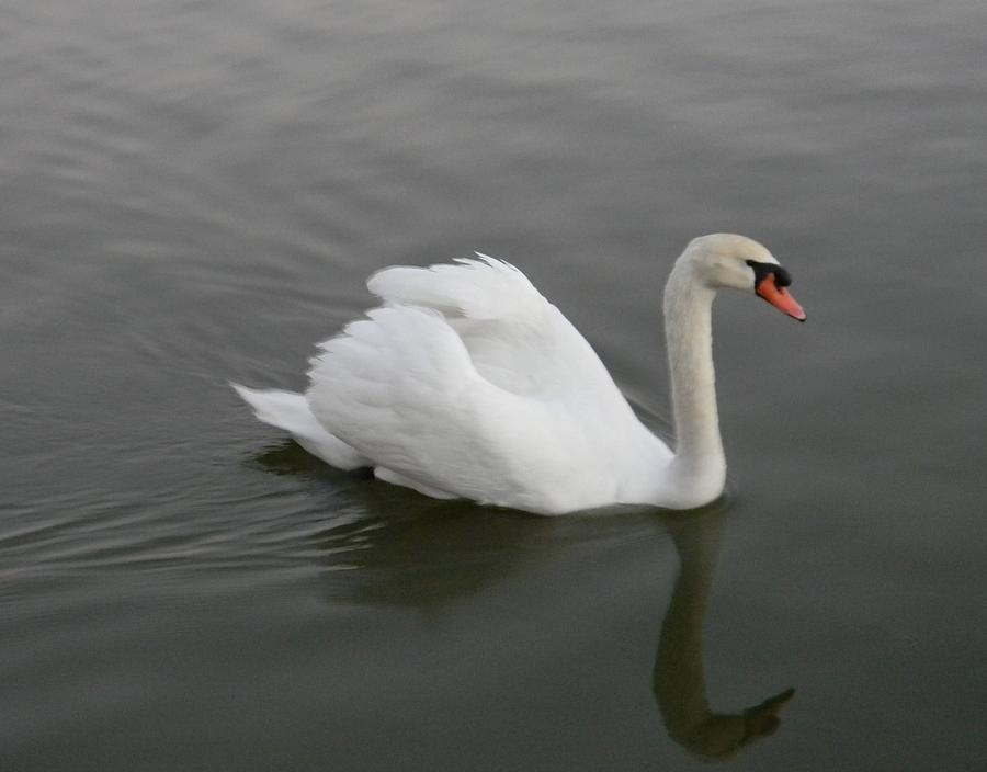 White Swan a Swimming Photograph by Warren Thompson