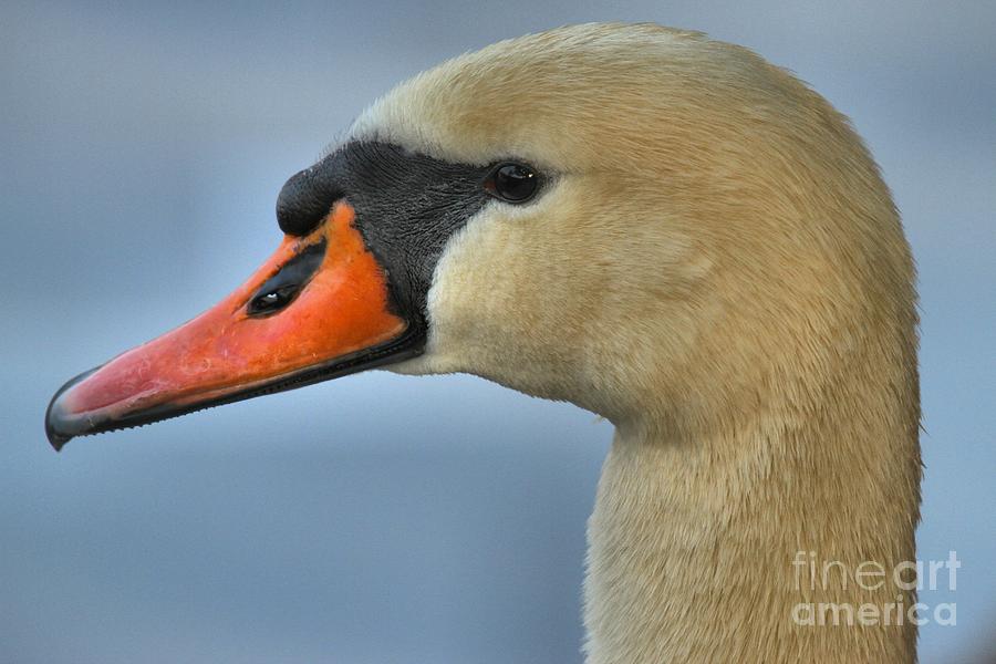 White Swan Closeup Photograph by Adam Jewell