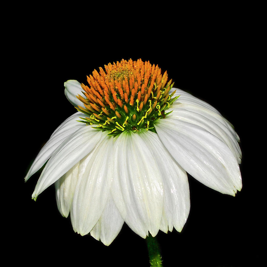White Swan Coneflower 003 Photograph by George Bostian