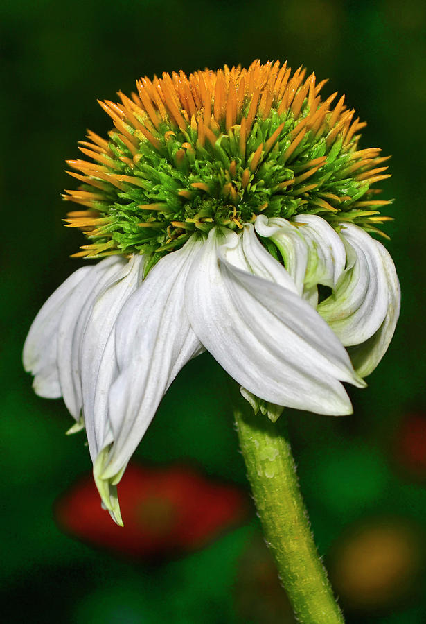 White Swan Coneflower 004 Photograph by George Bostian