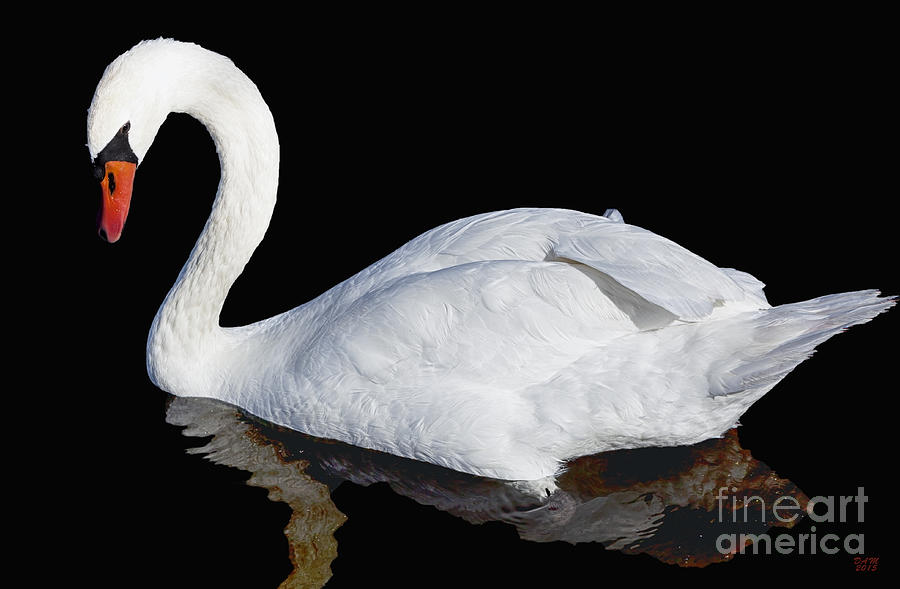 Swan Photograph - White Swan by David Millenheft