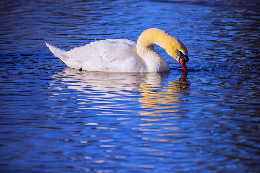 White Swan drinking water in a pond Photograph by Vishwanath Bhat
