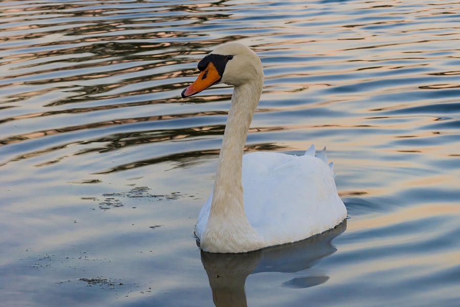 White Swan Photograph by Ed Gleichman