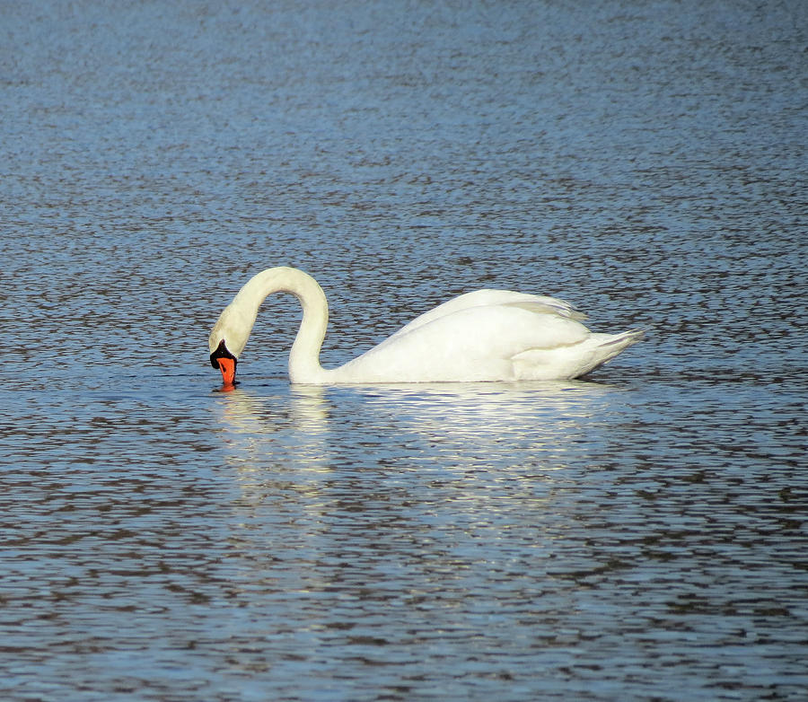 White Swan Feeding Photograph by MTBobbins Photography