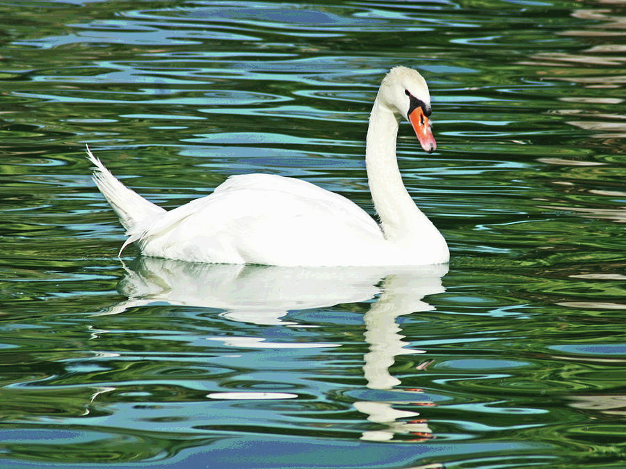 White Swan Photograph by Larry Oskin