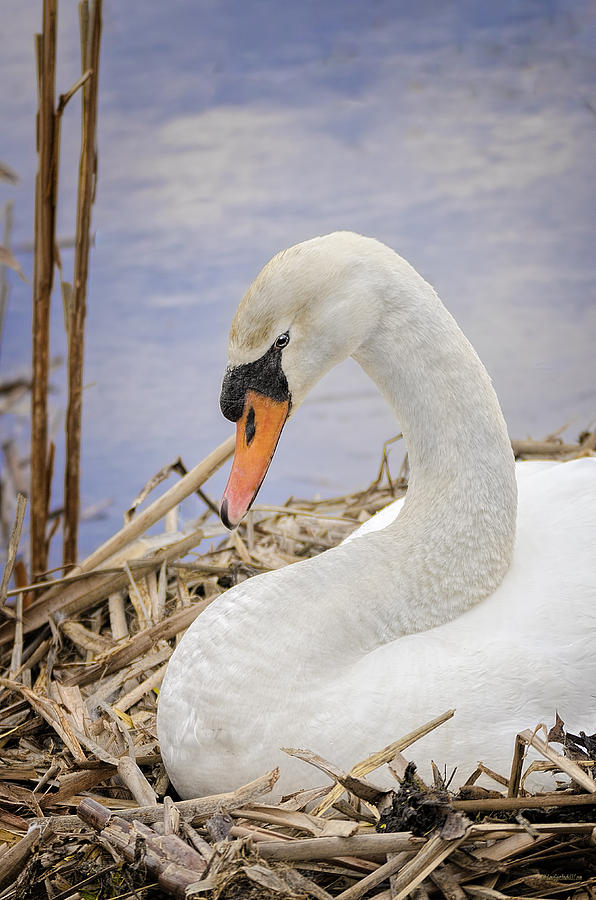 Swan Photograph - White Swan on Nest by LeeAnn McLaneGoetz McLaneGoetzStudioLLCcom