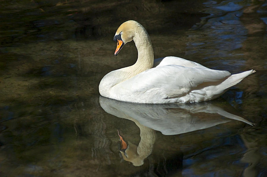 White Swan on River Photograph by Carolyn Marshall