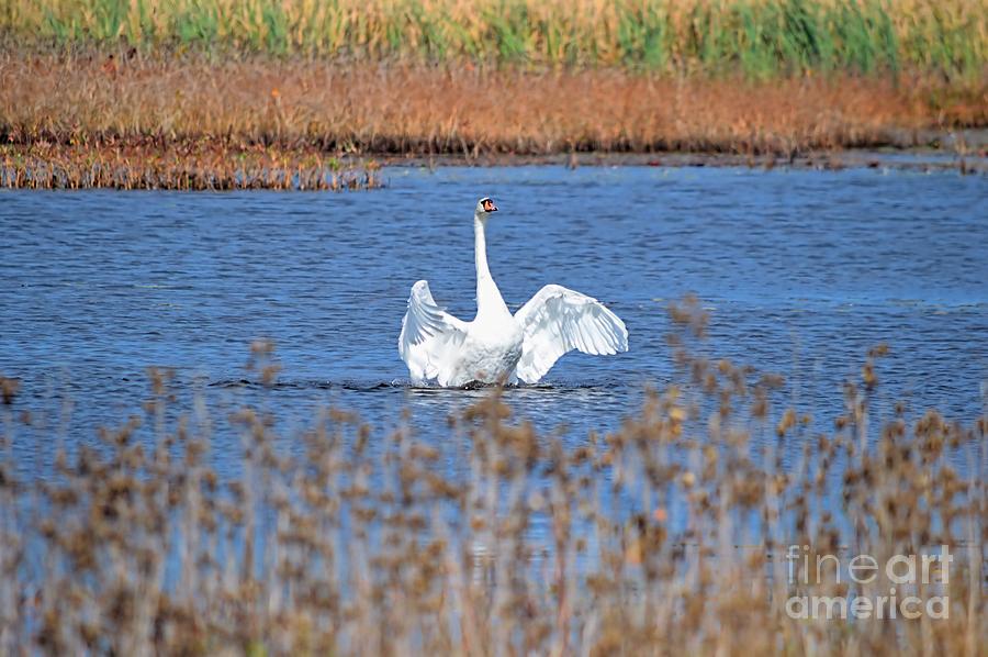 White Swan Solo Photograph by Sharon Woerner