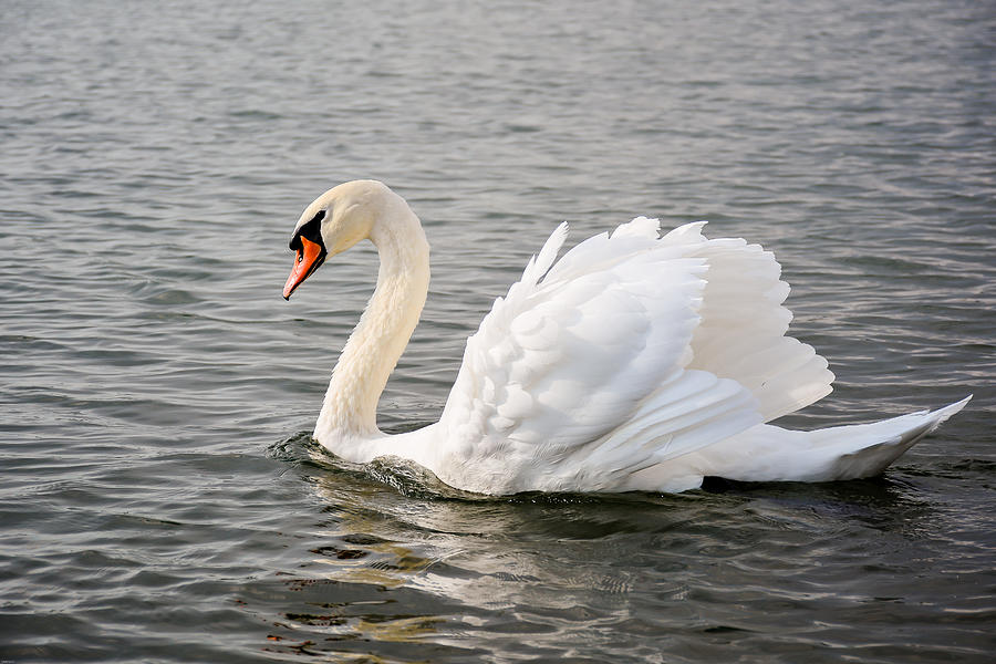 White Swan Photograph by Valeriu Bucos - Fine Art America