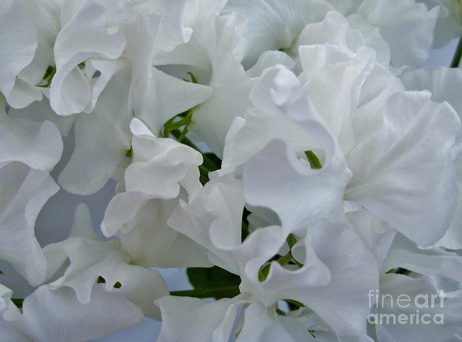 White Sweetpeas Photograph by Joan-Violet Stretch