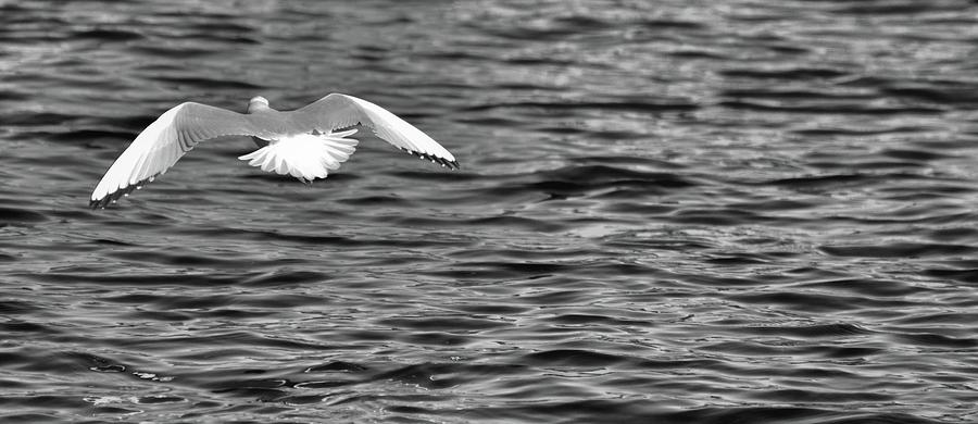 White Tail Bird BW  Photograph by Lyle Crump