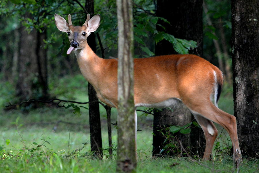 White Tail Buck Photograph by Brenda Williamson - Fine Art America