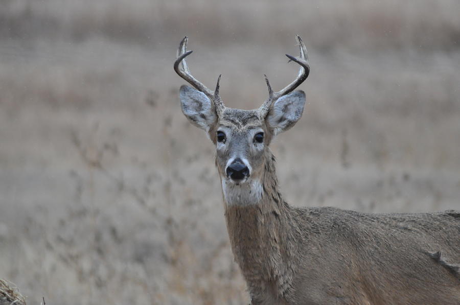 White Tail Buck Photograph by Cara Culliton - Fine Art America