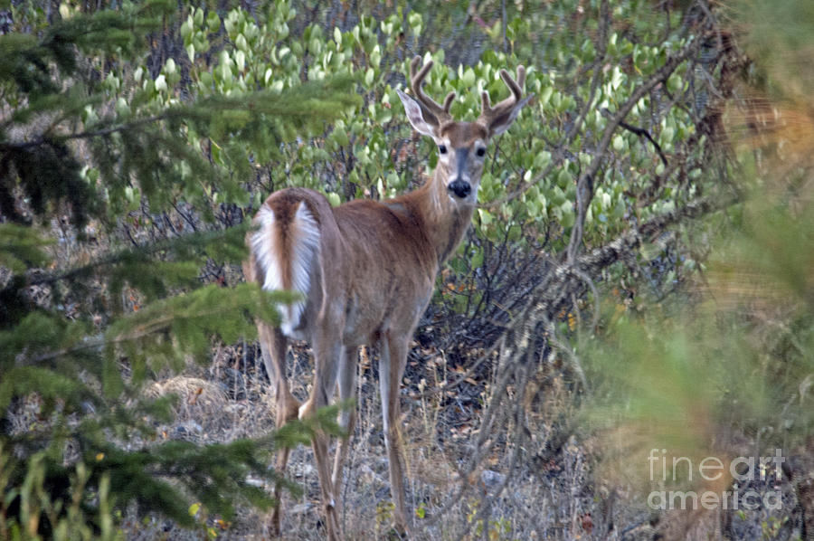 White-Tail Buck Photograph by Cindy Murphy - NightVisions