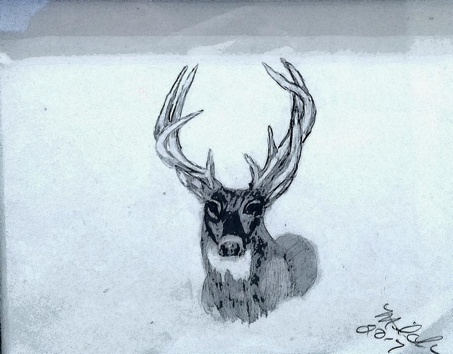 White Tail Buck Drawing by Mitch Foust - Fine Art America