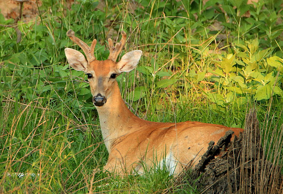 White-Tail Buck Resting Photograph by Sheila Brown