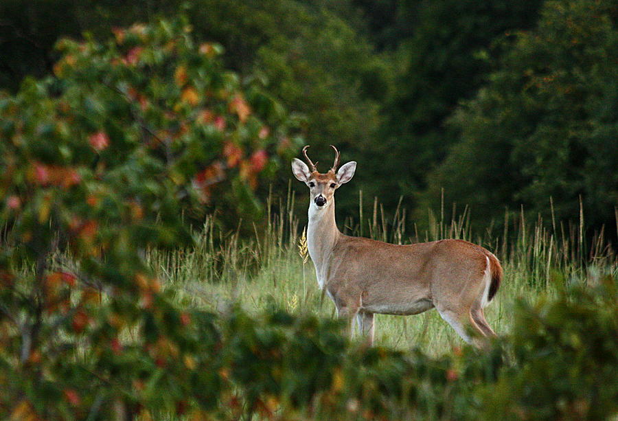 White-Tail Buck Through the Trees Photograph by Sheila Brown
