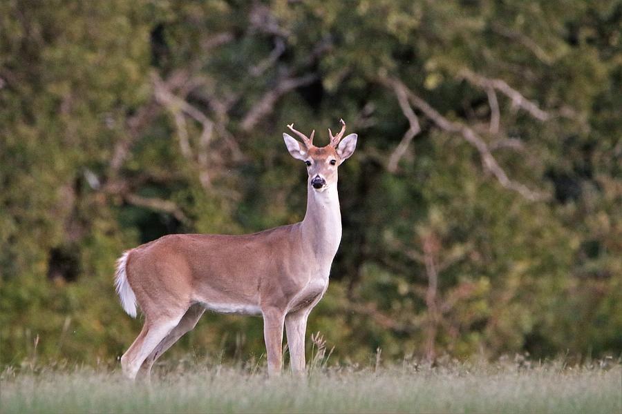 White-Tail Buck Watching Me Photograph by Sheila Brown