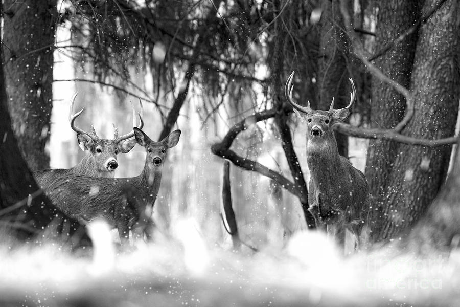 White tail bucks in the woods Photograph by Dan Friend