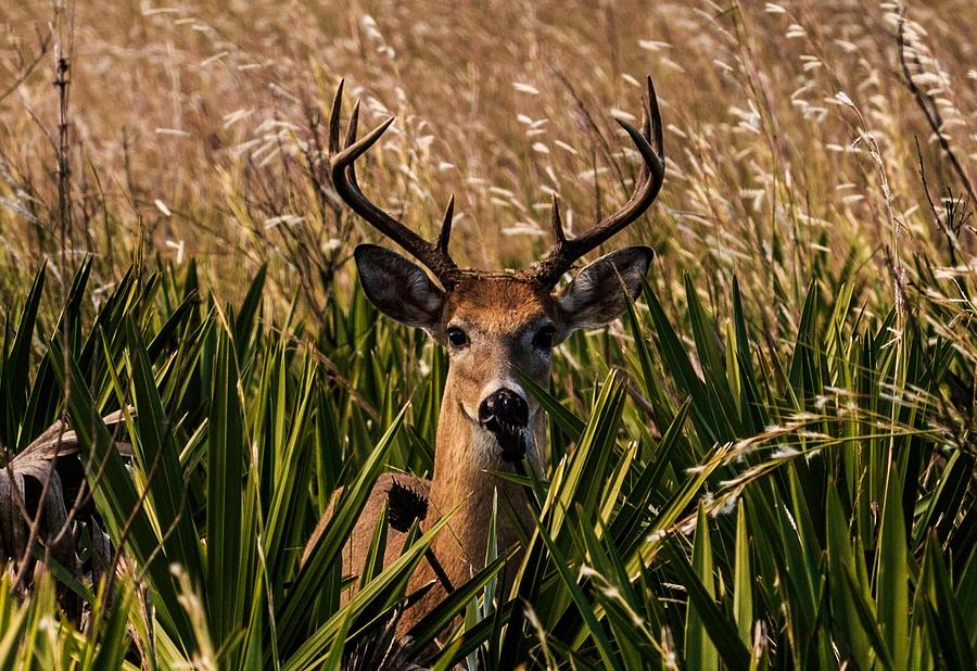 White Tail  Photograph by Christopher Perez