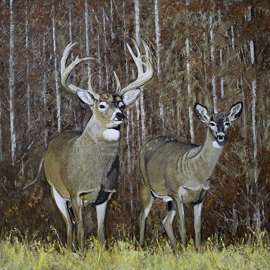 Yellowstone National Park Painting - White Tail Couple 24x 24x3/4 inch oil on canvas by Manuel Lopez