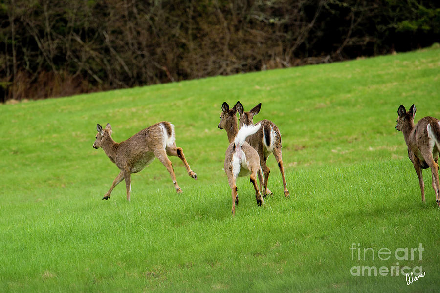 Four White Tail Deer Photograph