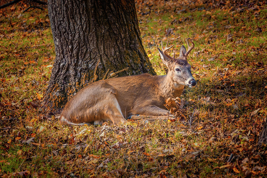 White Tail Deer at Lone Elk Park 7K_DSC0964_16-10-31 Photograph by Greg Kluempers