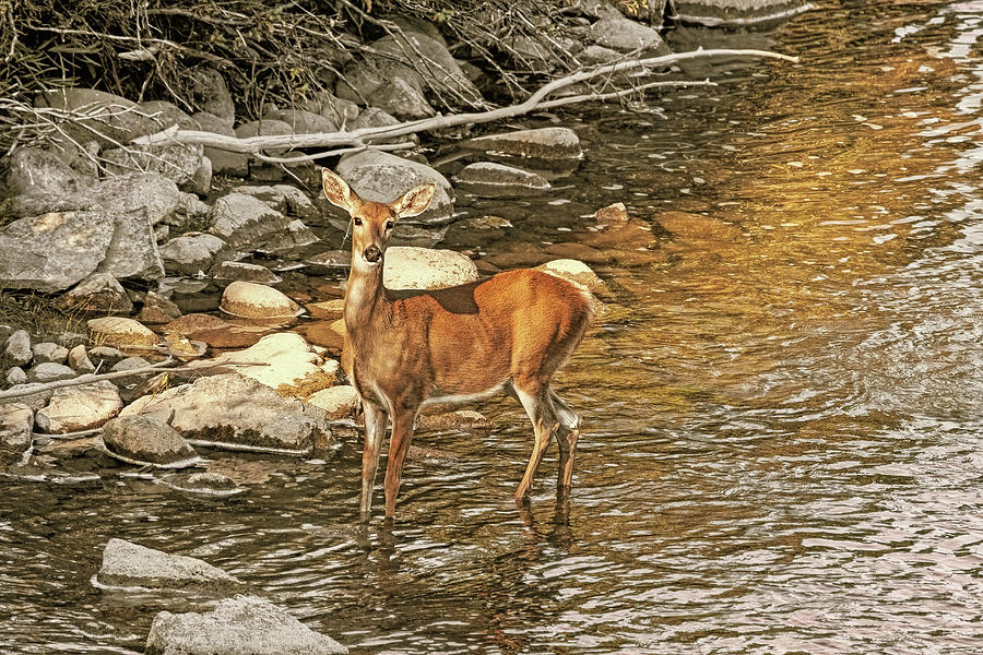 White-Tail Deer at the Rivers Edge Photograph by Jennie Marie Schell
