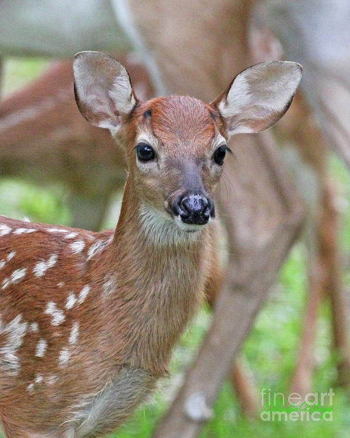 White tail deer fawn Photograph by Dodie Ulery