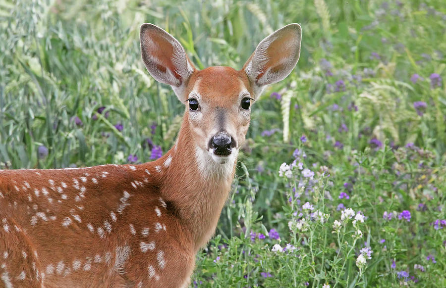 White-tail Deer Fawn Photograph by Jennie Marie Schell