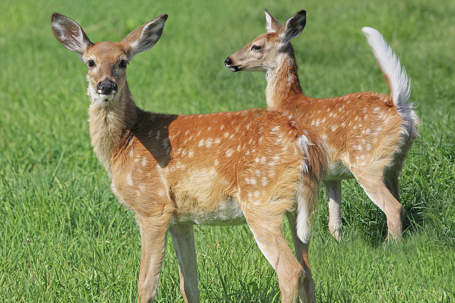 Twin White-tail Deer Fawns Photograph by Jennie Marie Schell