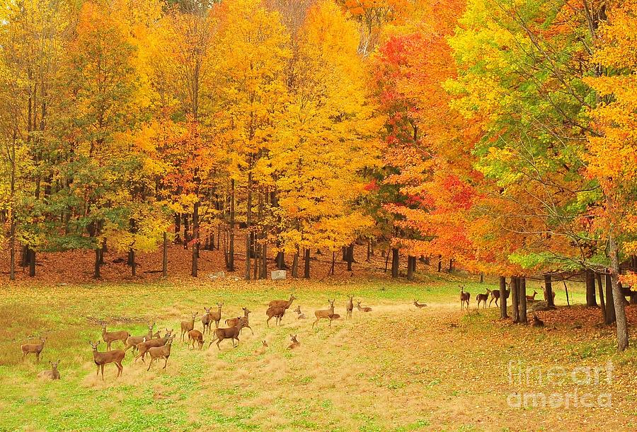 White Tail Deer in Autumn Photograph by Terri Gostola