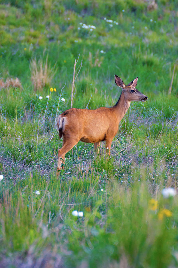 White-Tail deer in grasses Photograph by John De Bord