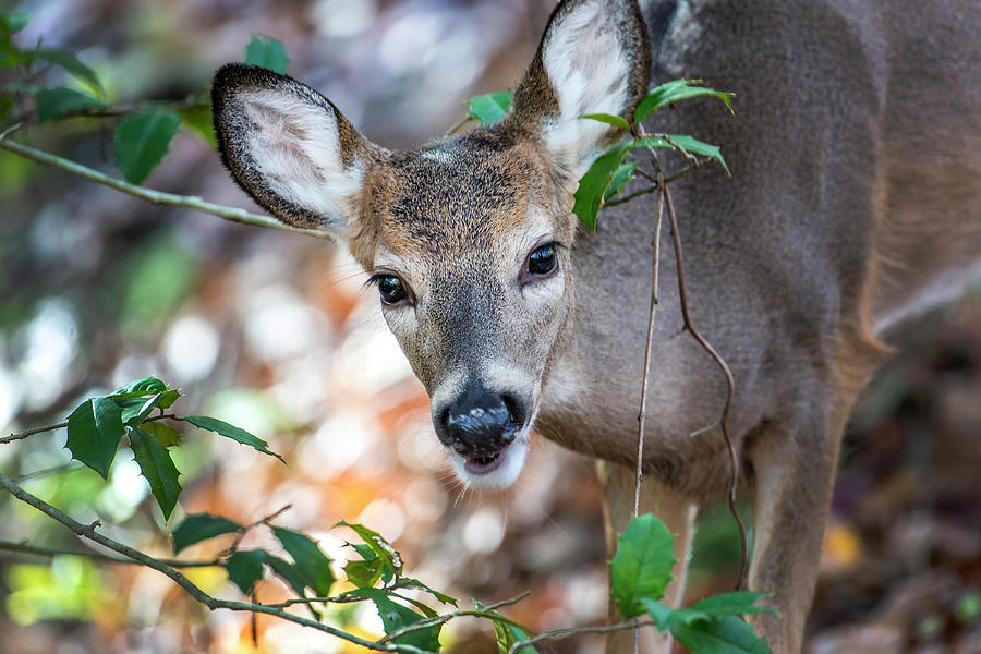 White Tail Deer peeking through a bush Photograph by Patrick Wolf