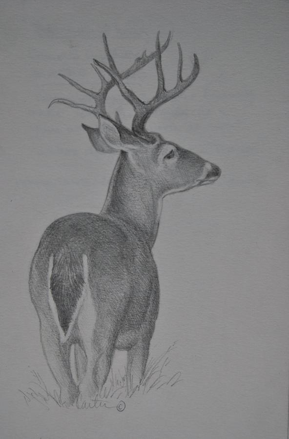 Deer by artist Kushal Kumar  pen Drawings on Paper
