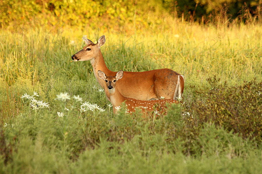 White-Tail Doe and Fawn in Meadow Photograph by Sheila Brown