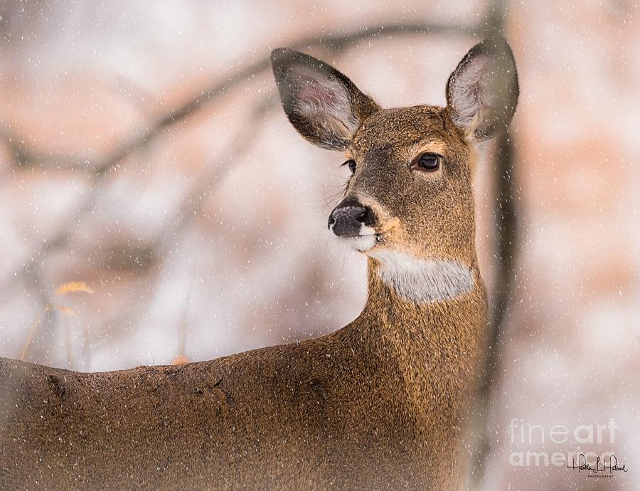 White Tail Doe in Winter Photograph by Heather Hubbard