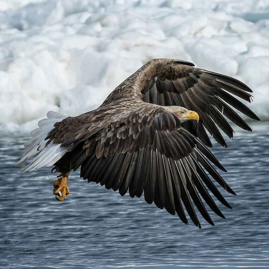 White Tail Eagle cruises the ice floes Photograph by Steven Upton