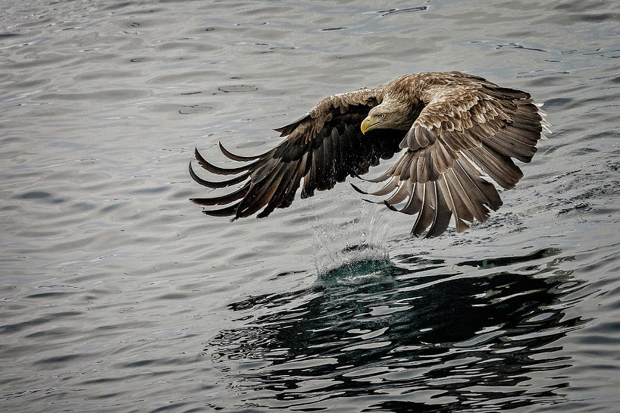 White Tail Eagle drops its catch Photograph by Steven Upton