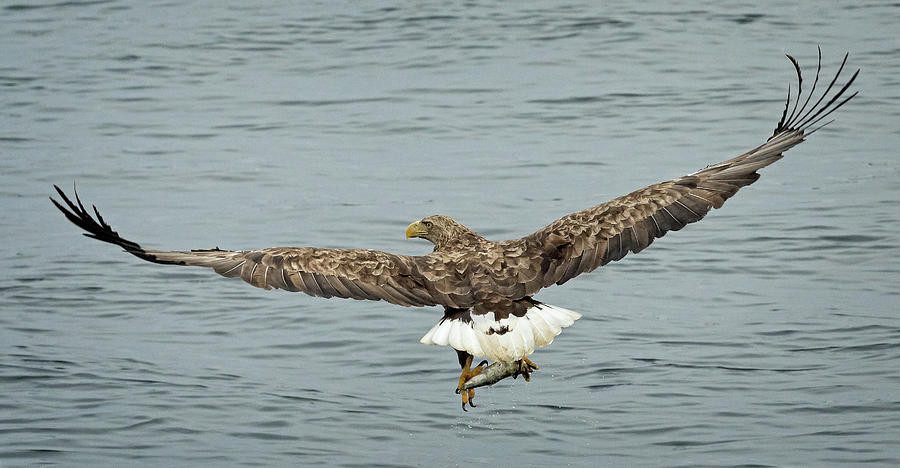 White Tail Eagle surveys the waters Photograph by Steven Upton