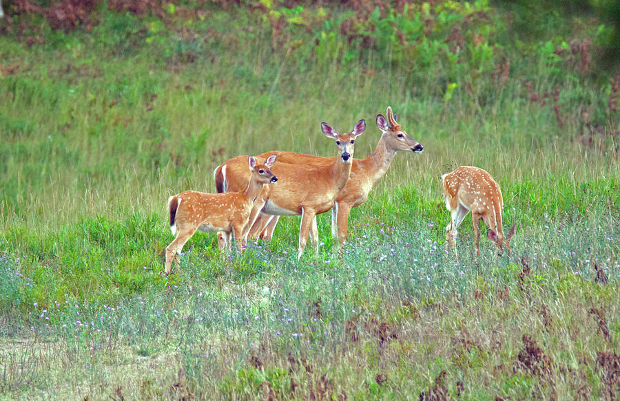 White Tail Family Photograph by Michael Peychich