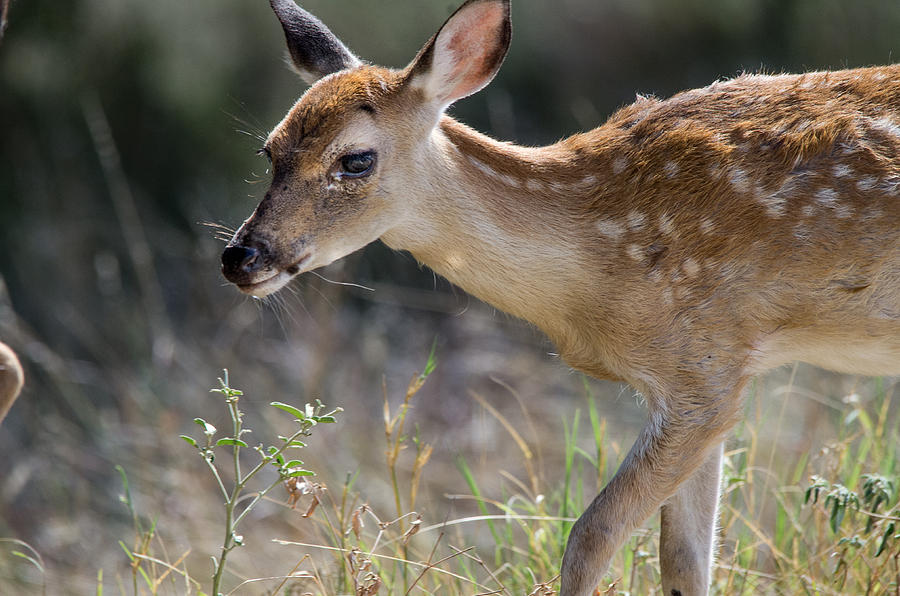 Deer Photograph - White Tail Fawn by Bob Marquis