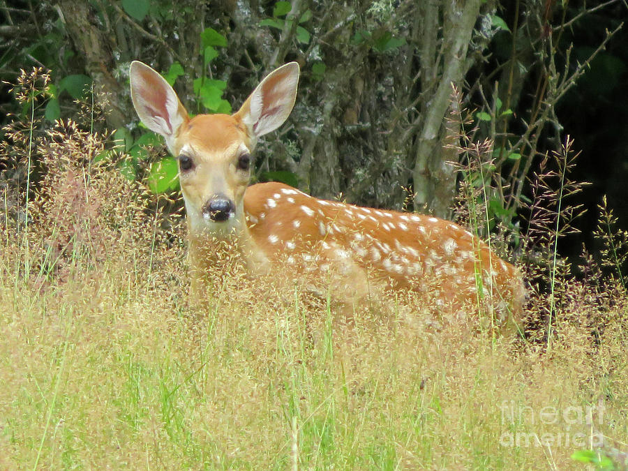 White-Tail Fawn ID Photograph by Cindy Murphy - NightVisions