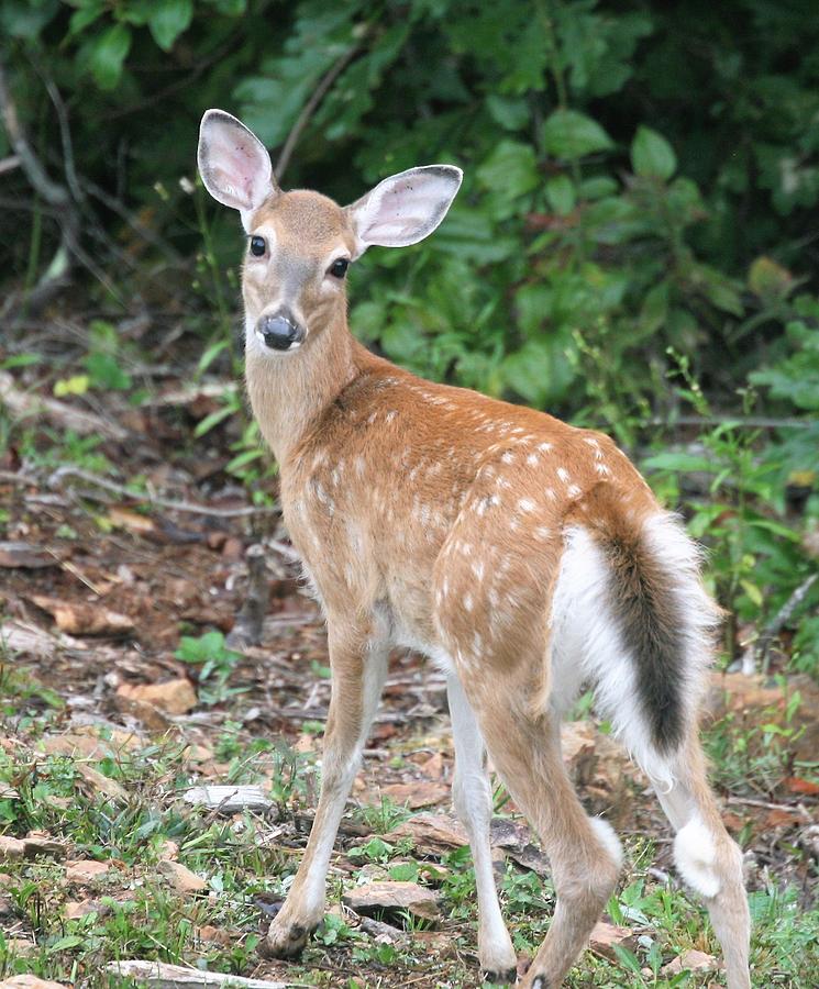 White Tail Fawn Photograph by Kelly Kennon