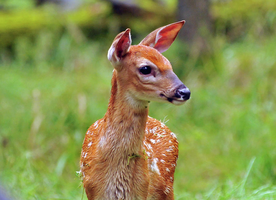 White Tail Fawn Photograph by Ron Woolever