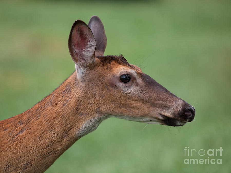Deer Photograph - White Tail. by Itai Minovitz