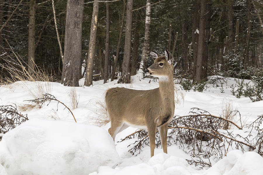 White tail Photograph by Josef Pittner