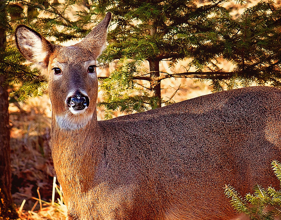 White Tail Michigan Deer Photograph by Gwen Gibson