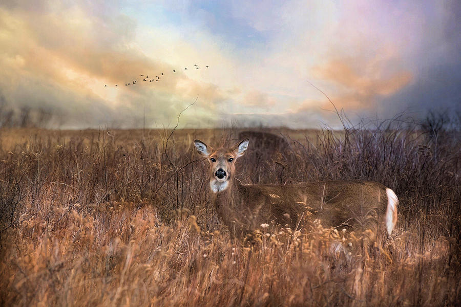 White Tail Photograph by Robin-Lee Vieira